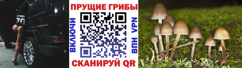 Псилоцибиновые грибы прущие грибы  MEGA как войти  Котельнич 